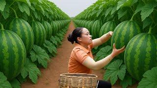 Harvesting a HUGE Watermelon Field to Sell at Market, Making a Complete Pig Pen