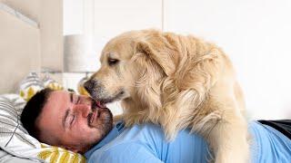 Golden Retriever Shows his Love for Dad