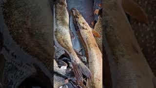 Poachers caught with catch #pike #fishing #catching #catch #big #adventuresbrothers