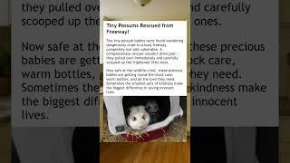 Possums Are Safe Now… #wholesome #possum