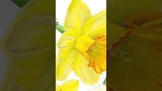Watercolour Daffodil painting #painting #flowers #sunflower