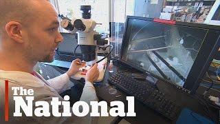 Microplastics entering the food chain