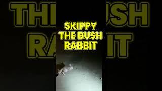 “We Found the Weirdest Animal in the Bush!”