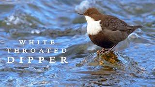 White-throated dipper. Bird in the winter river.