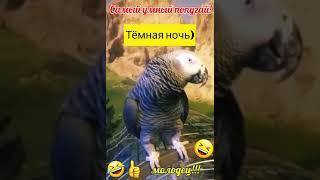 Попугай поёт тёмная ночь прикол! Попугай певец! shorts#приколы