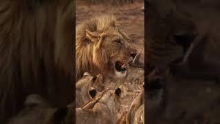 Young Lions Show Affection to Majestic Male on Father’s Day.