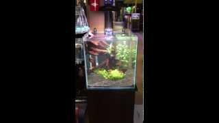 Radion XR15 Freshwater LED Light Demo - Blue Fish Aquarium