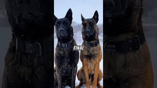 Meet the World’s Boldest and Strongest Dog Breeds #animals #wildlife #shorts