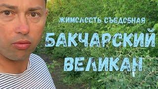 Жимолость съедобная сорт БАКЧАРСКИЙ ВЕЛИКАН. Самый крупноплодный сорт жимолости съедобной.