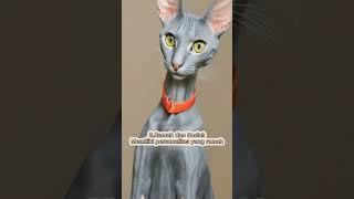 5 FAKTA KUCING PETERBALD YG HARUS KAMU TAHU. #tentangkucing #faktakucing #faktamenarik #catlover