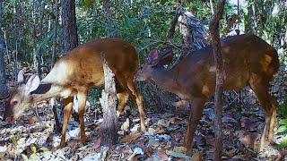 REGISTROS INCRÍVEIS DA FAUNA. CATINGUEIROS, PACA, CAITITU E OUTROS!