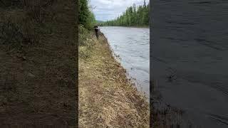 Поймал хариус