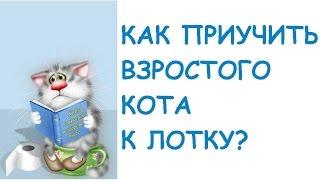 Как приучить ВЗРОСЛОГО кота к лотку.