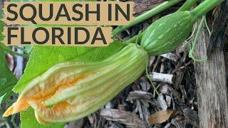 Watch This BEFORE You Plant Squash