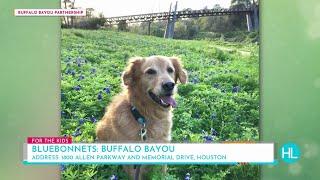 Here are the best spots around Houston for Spring photos! Houston Life | Live