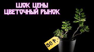 Обзор цветочного рынка. Город Краснодар ул. Героя Владислава Посадского 36