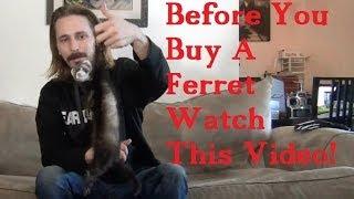BEFORE you BUY a FERRET watch this VIDEO!