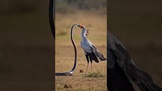 Secretary Bird vs Snake - Epic Wild Clash | Intense Wildlife Showdown |
