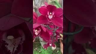 What Makes This Red Cynbidium So SPECIAL in My Garden? #rare #bloom #shorts