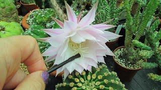 How to Propagate Cactus - Pollinating Cactus Flowers - Echinopsis, Hedgehog cactus