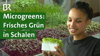 Im Trend: Gesunde Keimpflanzen -  Microgreens aus Oberbayern | Unser Land | BR