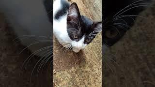 I met very cute kitten but he is so shy and aggressive #catperson #catworld #pawtube