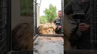 How to Transport LIONS #wildlife #cat #sanctuary