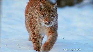 Wildlife of Belarus in Winter | Film Studio Aves