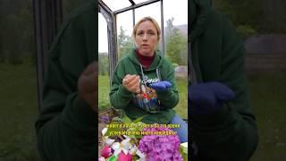 Самый опасный вредитель сада и огорода! Три способа избавиться от хруща