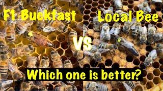 How good is this local queen bee compared to a F1 Buckfast?