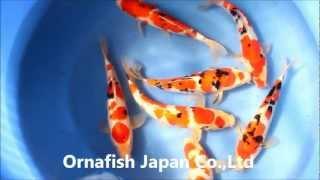 Sakai (Yamamatsu Koi Farm)