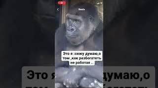 Я не хочу работать #monkey
