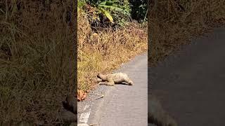 SLOTH Walking #travel #panama #sloth ️