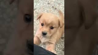 cute dog #shorts #trending #video #viral #youtubeshorts #ytshorts #youtube #viralvideo