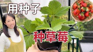 【Garden 92】How to grow strawberry from seeds 用种子种草莓，草莓种子怎样育苗