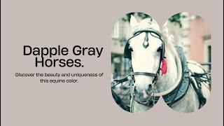 Unveiling the Mystique of Dapple Gray Horses