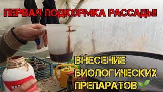 Первая подкормка рассады огурцов. Внесение биологических препаратов