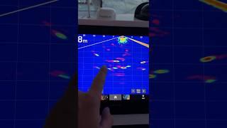 Blue Fin Tuna on the screen  #fishfinder #bigtuna #fishfinders