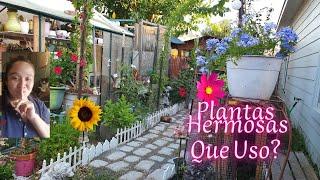 Mi Secreto Para Tener Plantas Hermosas y Saludables!Como lo Logro?Que Uso?#jardineria #gardening