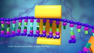 DNA and RNA - DNA Replication