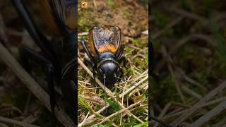 Cricket sound ( Insect ) | Chirping Cricket ( part 2 )