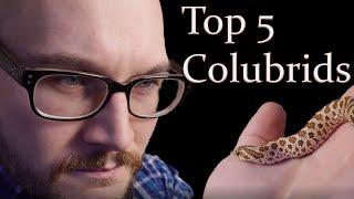 Top 5 Colubrid Snakes