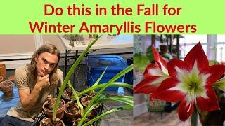 AMARYLLIS PREPARATION - Do this is in September for Winter Flowers