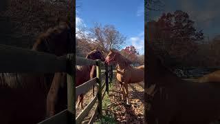 it’s officially off season for mr bean! (read pinned!) #horse #equestrian #saddlebred