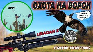 Охота на Ворону за 200+м. пневматикой AGT Uragan 2. Кроухантинг. CrowHuning 2024. №13. Jack Hunter.