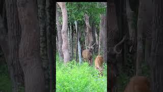 Eld's Deer-Wildlife Care #wildlifecare #animal #wildlife #deer