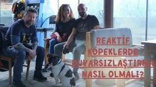 Reaktif Köpeklerde Duyarsızlaştırma Nasıl Olmalı?