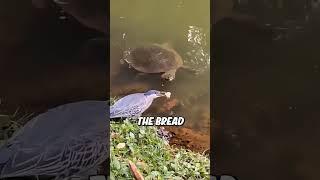 The Smartest Bird Hunting Trick Ever Caught On Camera #animals #animalintelligence