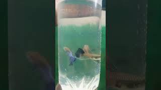 HB BLUE RIBBON GUPPY