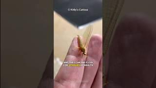 This Insect Only Lives For 24 Hours!!